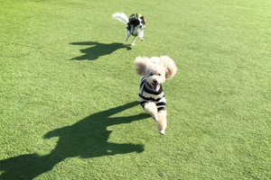 愛犬と一緒に休日時間を過ごすのもいいですね。